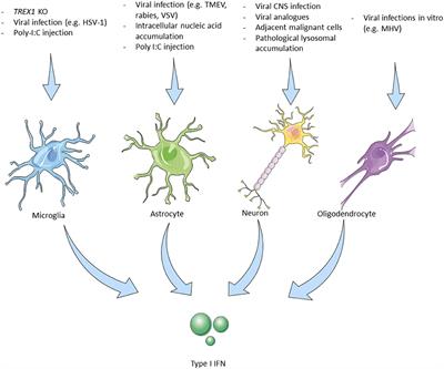 The role of type I IFN in autoimmune and autoinflammatory diseases with CNS involvement